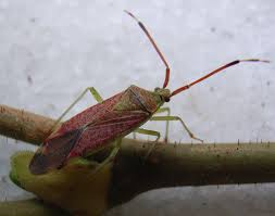 Attēlu rezultāti vaicājumam “Pantilius tunicatus”