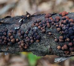 Attēlu rezultāti vaicājumam “Hypoxylon fuscum”