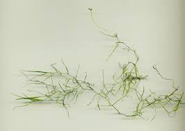 Attēlu rezultāti vaicājumam “Potamogeton trichoides”