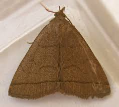 Attēlu rezultāti vaicājumam “Zanclognatha tarsipennalis”