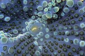 Attēlu rezultāti vaicājumam “Comatricha elegans”