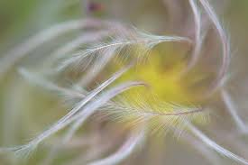 Attēlu rezultāti vaicājumam “Clematis fruit”