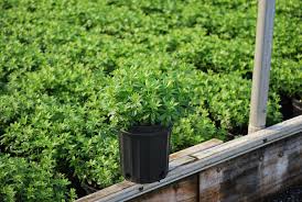 Attēlu rezultāti vaicājumam “Galium odoratum”