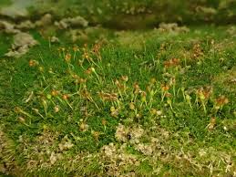 Attēlu rezultāti vaicājumam “Seligeria pusilla”