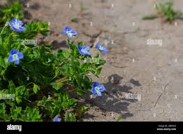 Attēlu rezultāti vaicājumam “Veronica chamaedrys bud”