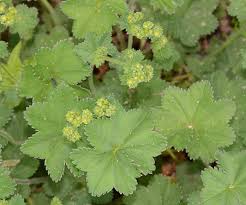 Image result for Frauenmantel