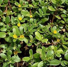 Attēlu rezultāti vaicājumam “Portulaca oleracea”