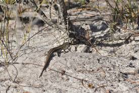 Attēlu rezultāti vaicājumam “Lycogala persicum sessile”