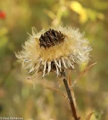 Attēlu rezultāti vaicājumam “Carlina biebersteinii flower”