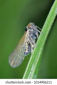 Attēlu rezultāti vaicājumam “Javesella pellucida”