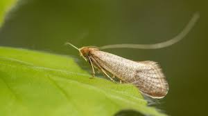 Attēlu rezultāti vaicājumam “Adelidae”