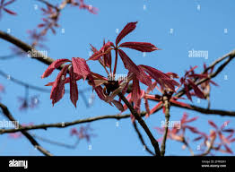 Attēlu rezultāti vaicājumam “Aesculus x neglecta flower”