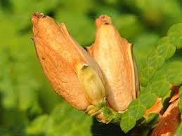 Attēlu rezultāti vaicājumam “Thuja occidentalis flower”