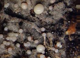 Attēlu rezultāti vaicājumam “Colloderma oculatum macro”