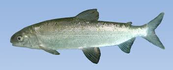Image result for Coregonus clupeaformis