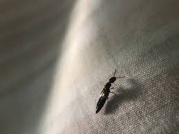 Attēlu rezultāti vaicājumam “Staphylinidae”