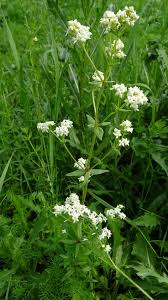 Attēlu rezultāti vaicājumam “Galium boreale”