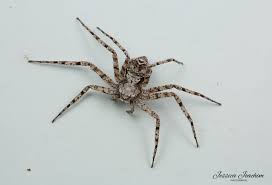 Attēlu rezultāti vaicājumam “Philodromus sp.”