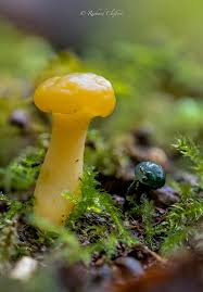 Attēlu rezultāti vaicājumam “Leotia lubrica”