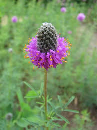 Attēlu rezultāti vaicājumam “Calamagrostis purpurea flower”