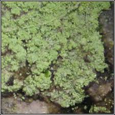 Attēlu rezultāti vaicājumam “Lepraria”