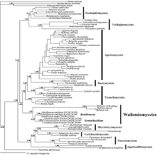 Attēlu rezultāti vaicājumam “Exobasidium cassandrae”