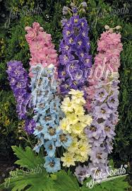 Attēlu rezultāti vaicājumam “Mnium stellare”