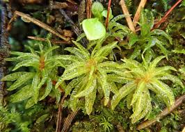 Attēlu rezultāti vaicājumam “Polytrichales”