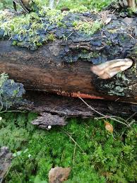 Attēlu rezultāti vaicājumam “Hemitrichia decipiens”