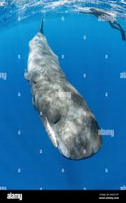 Image result for Physeter macrocephalus