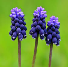 Attēlu rezultāti vaicājumam “Muscari neglectum”