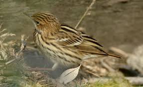 Image result for Anthus gustavi