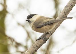 Image result for Poecile montana