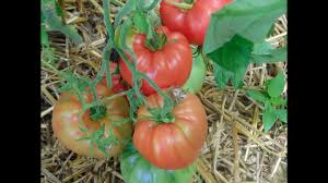 Afbeeldingsresultaat voor crnkovic yugoslavian tomato