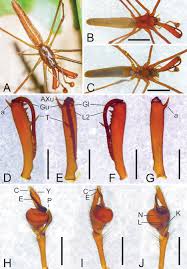 Attēlu rezultāti vaicājumam “Tetragnathidae”