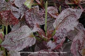 Attēlu rezultāti vaicājumam “Plantago uniflora leaf”