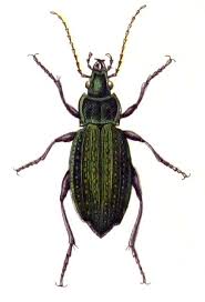 Attēlu rezultāti vaicājumam “Carabus clathratus”