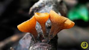 Attēlu rezultāti vaicājumam “Rutstroemia firma”