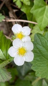 Attēlu rezultāti vaicājumam “Fragaria viridis flower”