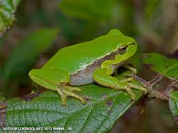 Attēlu rezultāti vaicājumam “Hyla arborea”