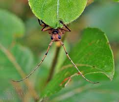 Attēlu rezultāti vaicājumam “Saperda carcharias”