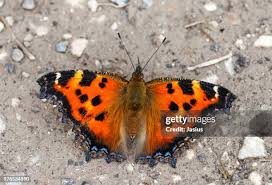 Attēlu rezultāti vaicājumam “Nymphalis xanthomelas pupa”