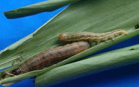 Attēlu rezultāti vaicājumam “Mythimna sp.”