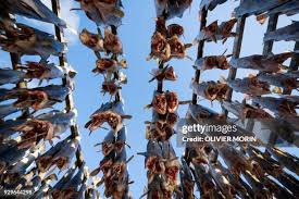 Image result for Arctogadus glacialis