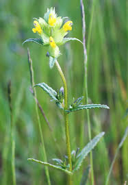 Attēlu rezultāti vaicājumam “Rhinanthus minor”