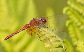 Attēlu rezultāti vaicājumam “Sympetrum flaveolum”