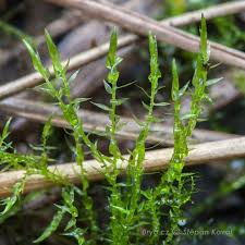 Attēlu rezultāti vaicājumam “Warnstorfia exannulata”