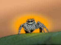 Attēlu rezultāti vaicājumam “Xanthogramma sp. male”