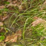 Attēlu rezultāti vaicājumam “Poa nemoralis fruit”