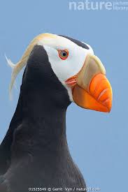 Image result for Fratercula cirrhata